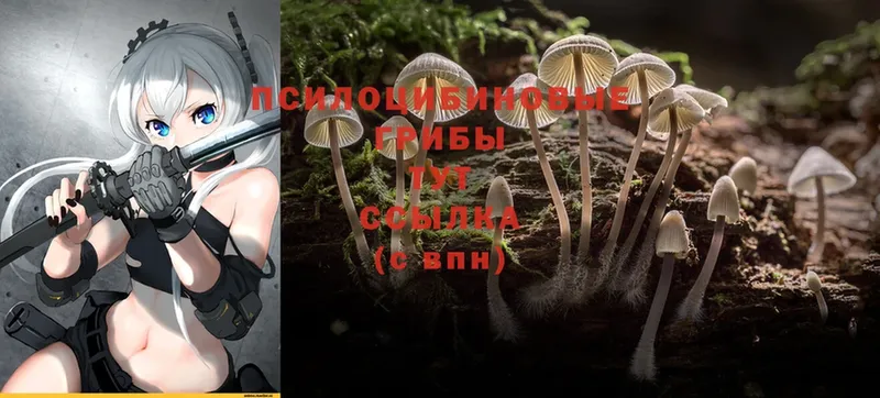 shop телеграм  ссылка на мегу сайт  Тырныауз  Галлюциногенные грибы Psilocybine cubensis 